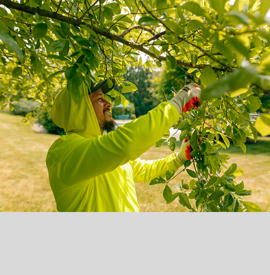 Tree Services