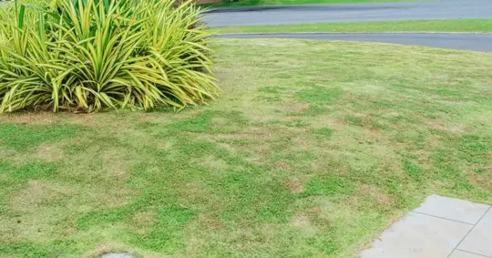 Lawn with bare patches