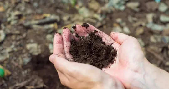 Woman holding soil