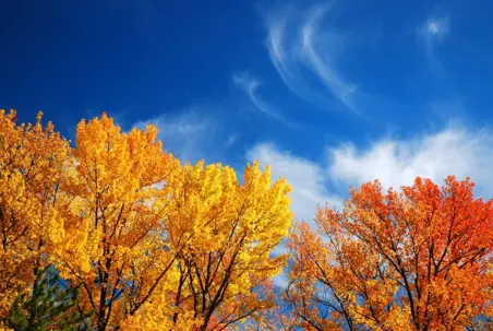 Vibrant autumn trees with gold and orange leaves stand against a clear blue sky with wispy clouds