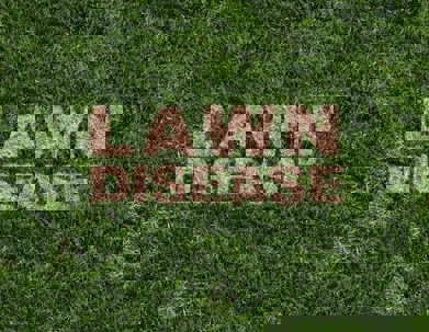 "Lawn Disease" is spelled out on distressed grass.