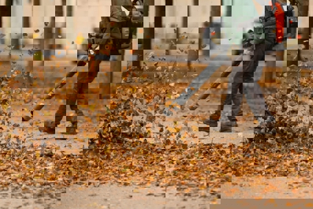 Gardner blowing leaves