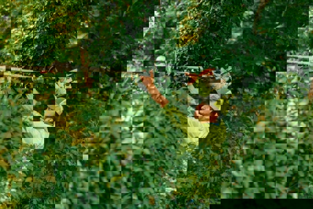 A groundskeeper prunes a green hedge on a commercial property