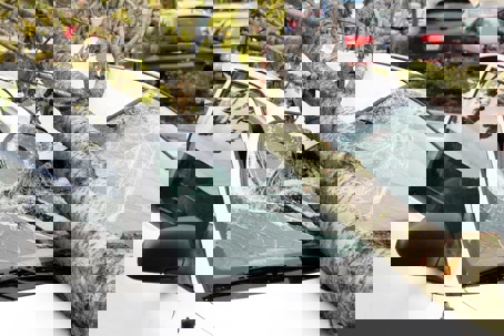 A large tree branch has fallen on the hood and windshield of a white car, which is now cracked and shattered.