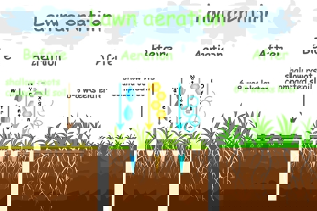 Lawn aeration diagram with three stages: before, aeration, and after 6-8 weeks.