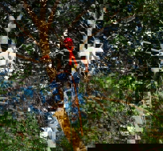 Man trimming tree, wearing harness and boots, with chainsaw in hand