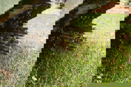 This image shows aeration in action. Tines plunge into the lawn to relieve s