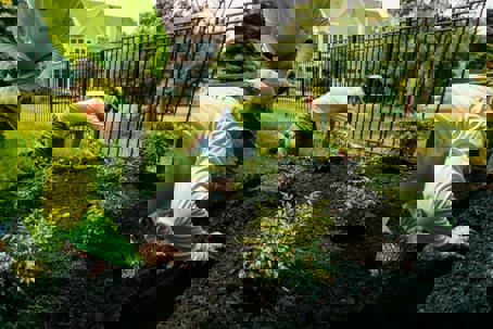 Three landscapers work on a garden bed filled with mulch and small plants.