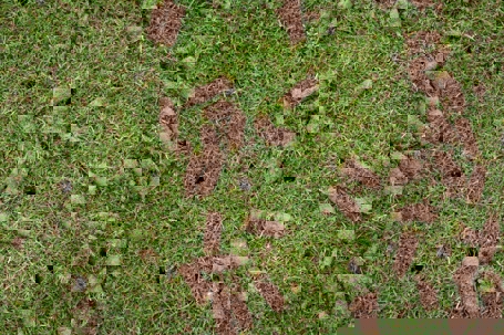 Close-up of a lawn after aeration, featuring scattered soil plugs and visible holes.