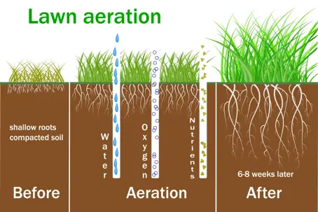 This lawn aeration diagram illustrates the process and its benefits