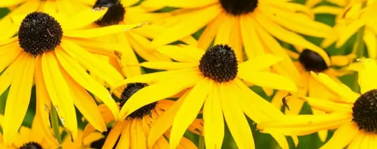 Black-eyed Susans, the state flower of Maryland