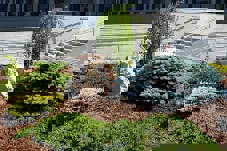 A landscaped garden bed features a boulder as a centerpiece, surrounded by various shrubs and mulch.