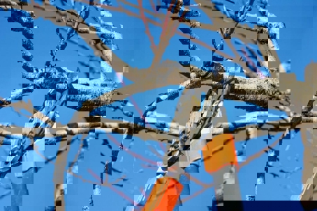 A pair of loppers are being used to trim a tree