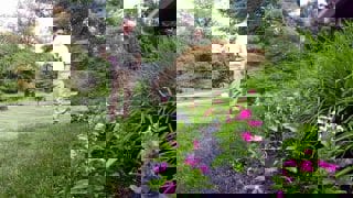 A landscaper hoses down flower beds, nourishing the plants and black mulch.