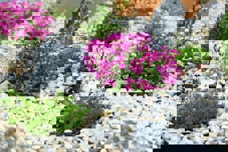 outdoor landscape with purple flowers, green shrubs, and gray stones, set against a background of small white rocks