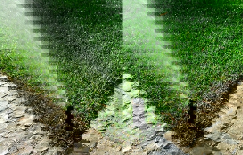 Sprinkler head (water your landscape)