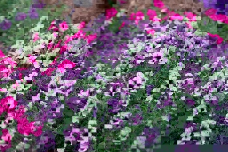 A vibrant flower display with bright pink and purple petunias