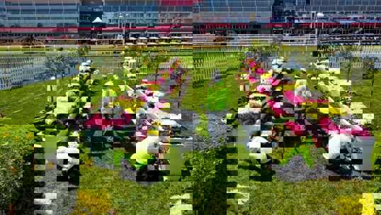 Landscapers plant colorful rows of flowers at a horse racing venue.