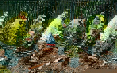 Three landscapers, wearing safety green shirts, are shown planting shrubs along a fence line.