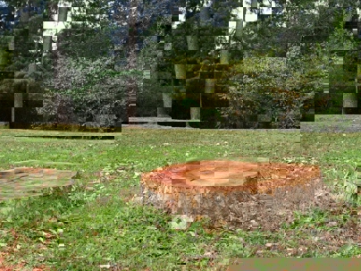 A freshly cut tree trunk sits in a grassy field, surrounded by lush trees