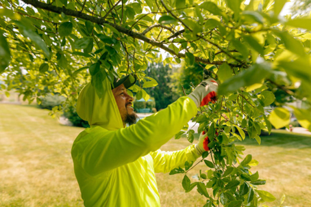 A content author adds a picture of tree care worker tending trees to their website.