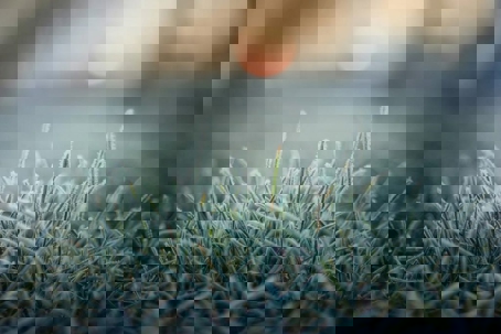 Frost covers blades of grass in this crisp, outdoor shot
