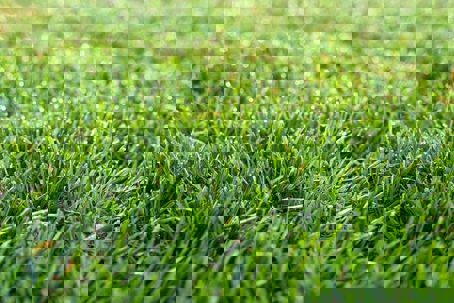 Close-up of a healthy lawn, blades of grass are bright green