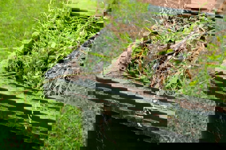 A green yard waste bin overflows with grass clippings, leaves, and small twigs