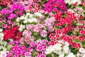 Annuals (Sweet William) native flower
