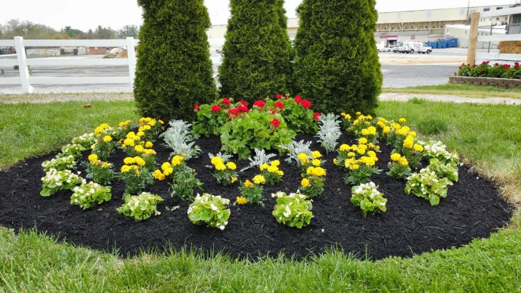 Flower bed and fresh mulch at Preakness Stakes