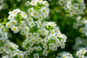 Annual Alyssum Flower