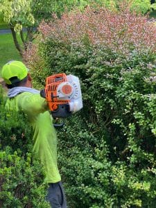 Man trimming bushes with a hedge trimmer. T