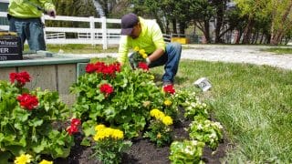 A landscaper plants a flower bed of red, yellow, and white flowers in a sunny field. 