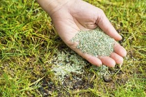 a hand with grass seed
