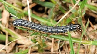 Here is a caterpillar on grass, a common pest to treat. 