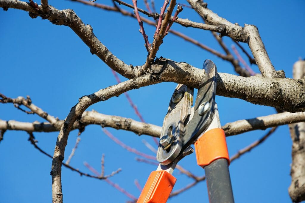Tree branch being trimmed with loppers against a blue sky