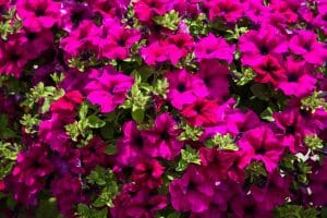 Annual Petunia Flowers
