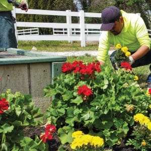 A landscaper plants red and yellow flowers in a raised garden bed.
