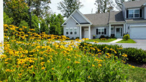 Perennials (black-eyed Susan native wildflowers) 