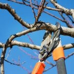 tree pruning close up