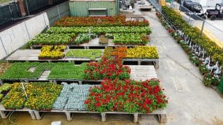Several pallets hold trays of plants and flowers, including vibrant reds, yellows, and greens.