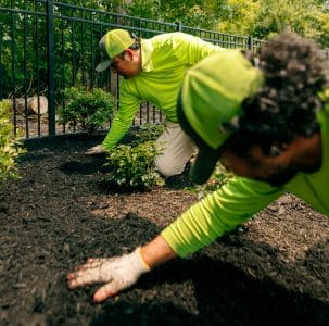 Two landscapers work with fresh mulch around shrubbery near a black fence