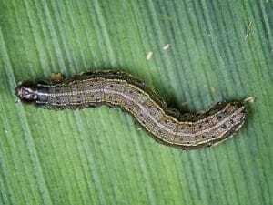 Armyworm on green leaf. 