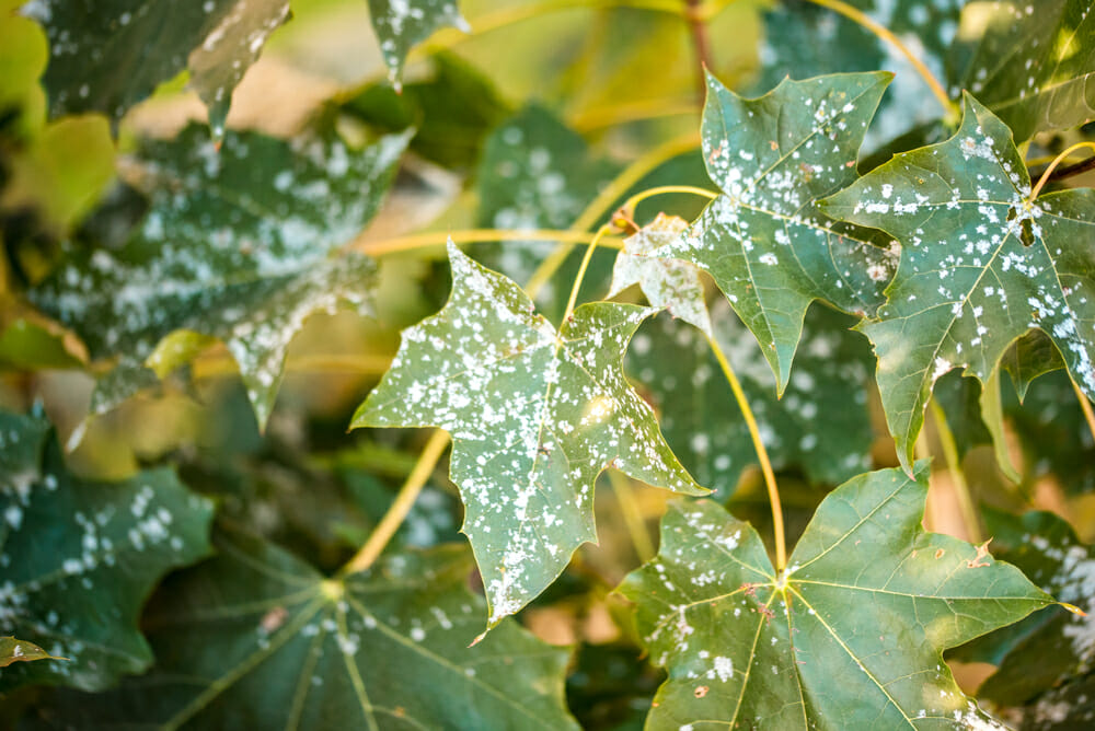 Powdery mildew on foliage of Acer tataricum or Tatarian maple.