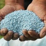 hands holding fertilizer