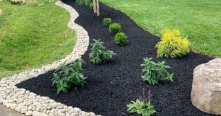 Landscaping showing black mulch, small leafy plants, a large rock, and a border of small white stones