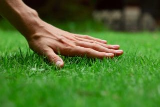 A hand gently rests upon a lush green lawn