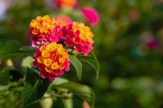 Lantana flowers bloom in red and yellow