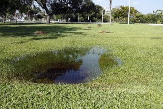 Standing water in a yard, likely due to a blocked drain, highlights the need for stormwater maintenance.